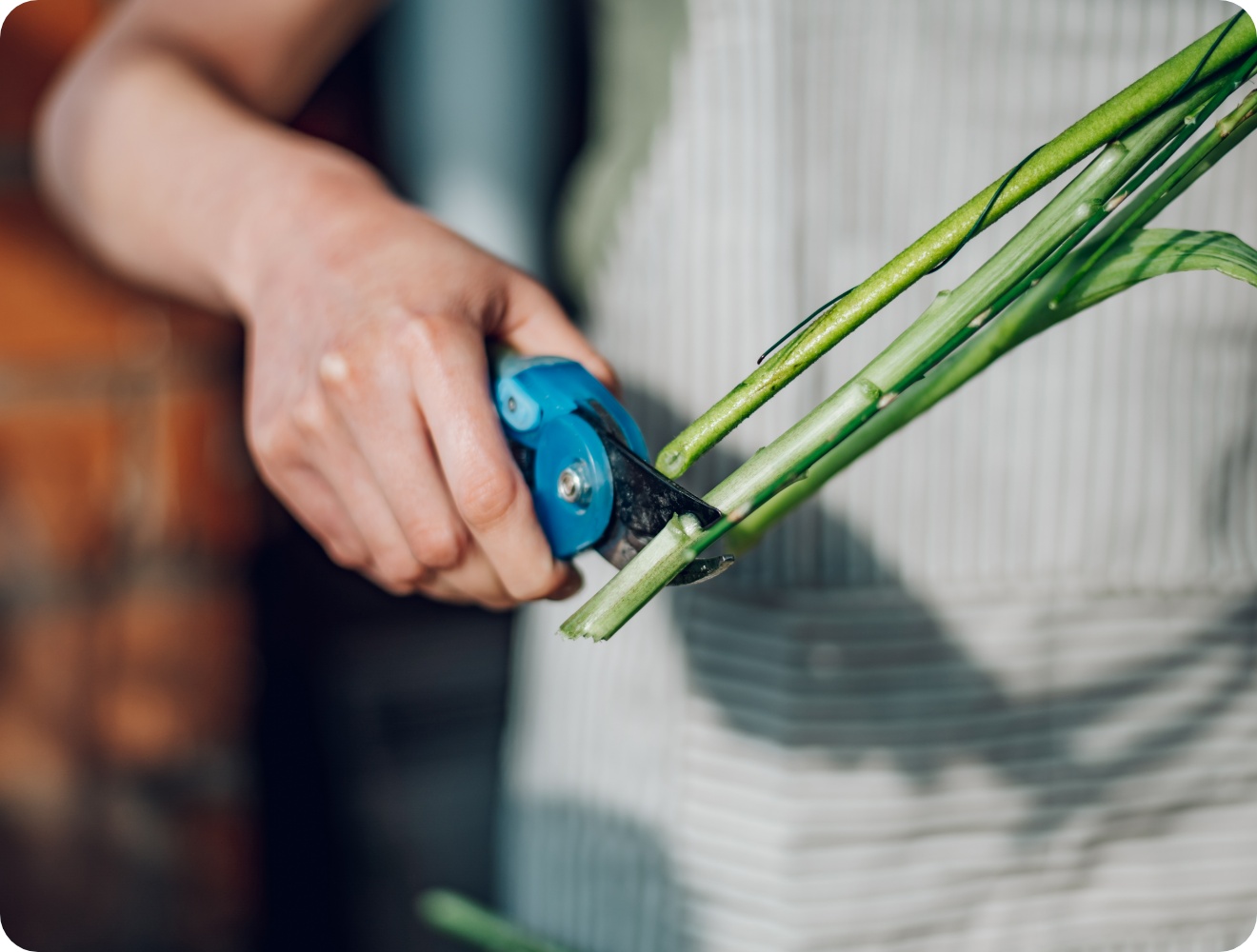 Person kürzt harte Blumenstiele.