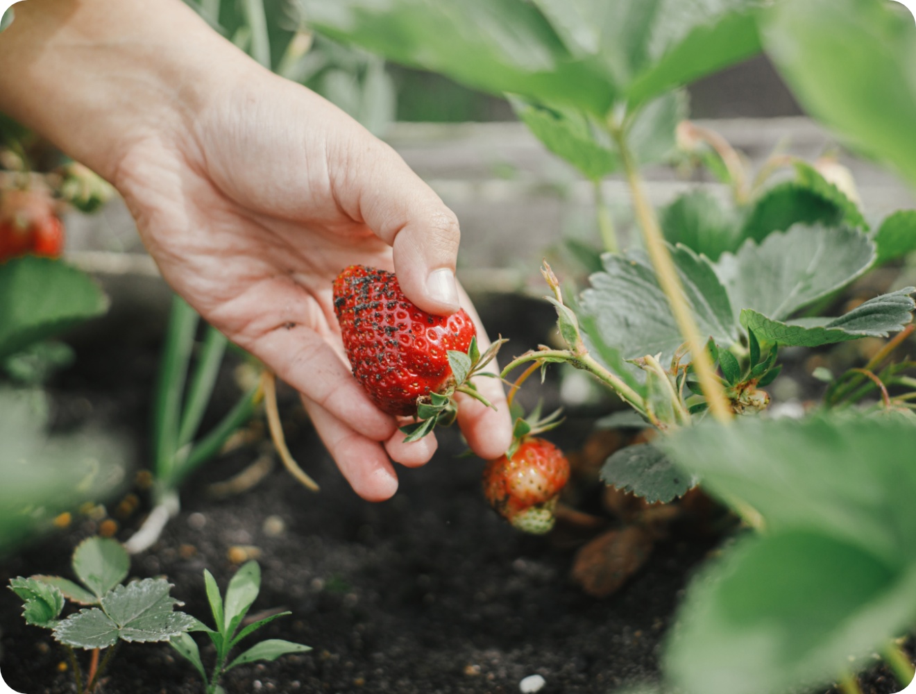 Hand pflückt reife Erdbeere von Pflanze im Gartenbeet mit dunkler Erde und grünen Blättern.