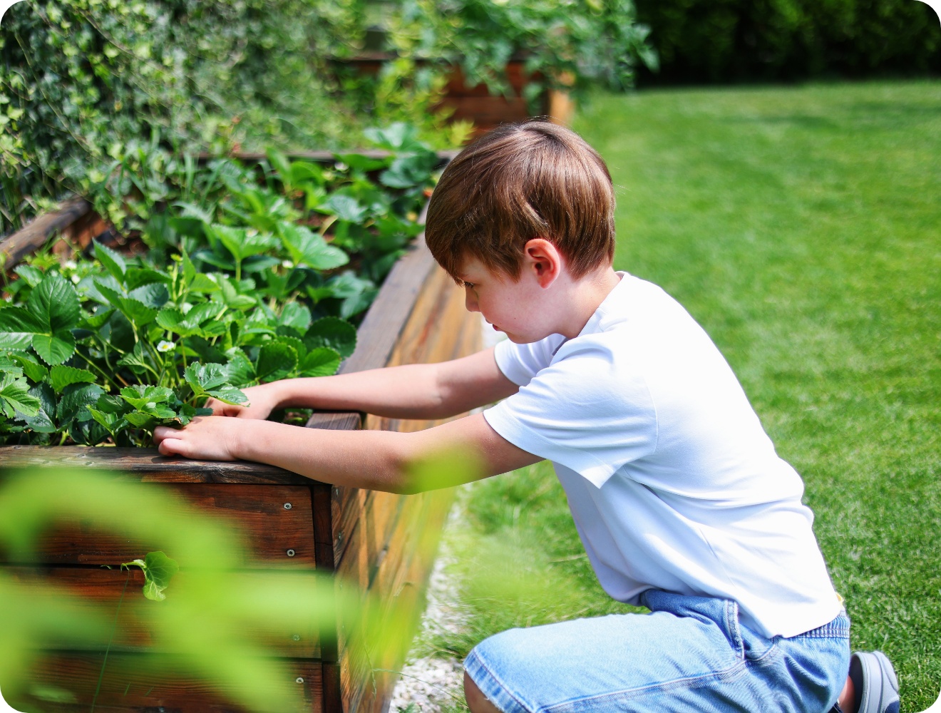 Junge im weißen T-Shirt pflegt Erdbeerpflanzen in einem hölzernen Hochbeet im sonnigen Garten.