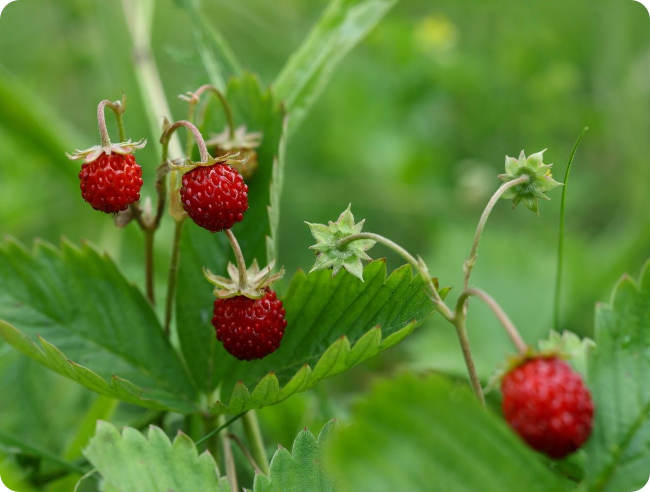 Reife Walderdbeeren an grüner Pflanze mit gezackten Blättern auf natürlichem Wiesenhintergrund.