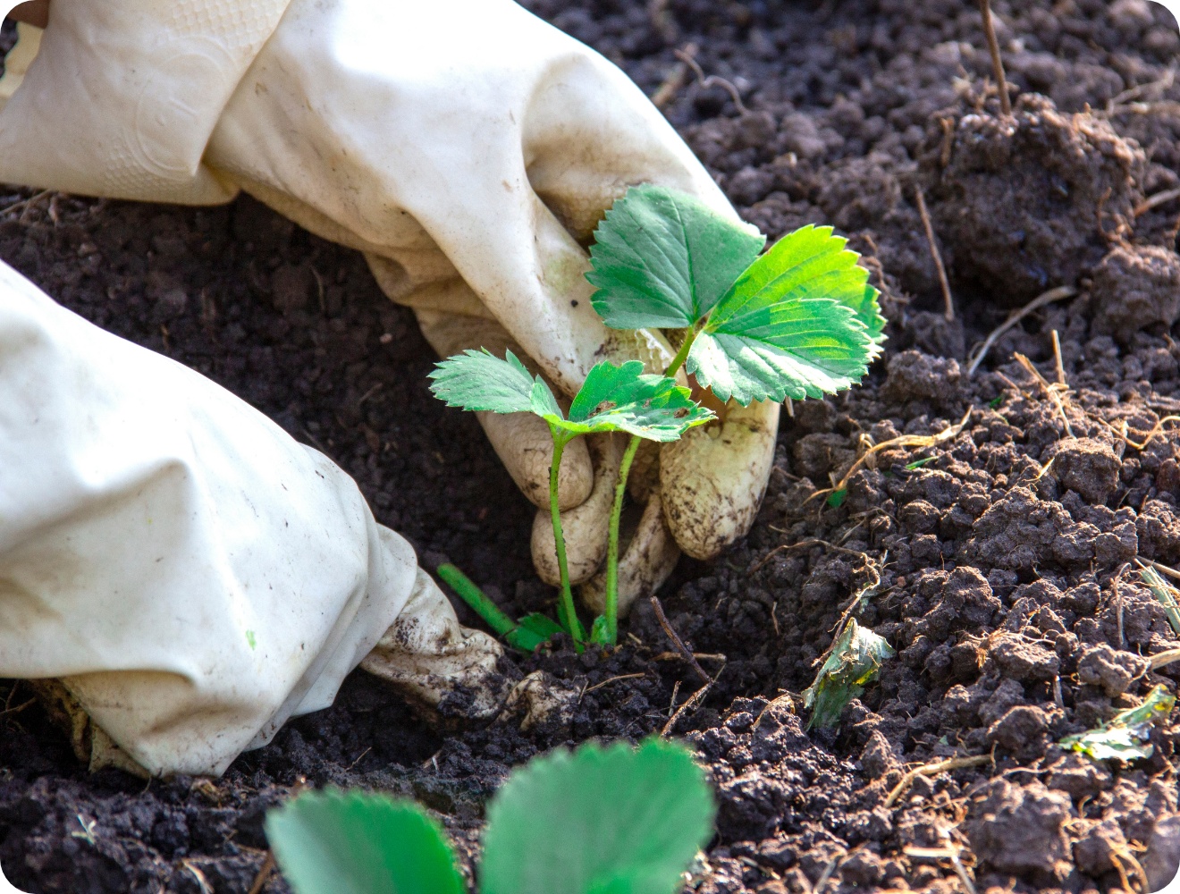 Gärtnerhandschuhe pflanzen junge Erdbeerpflanze in dunkle, lockere Gartenerde bei Sonnenschein.