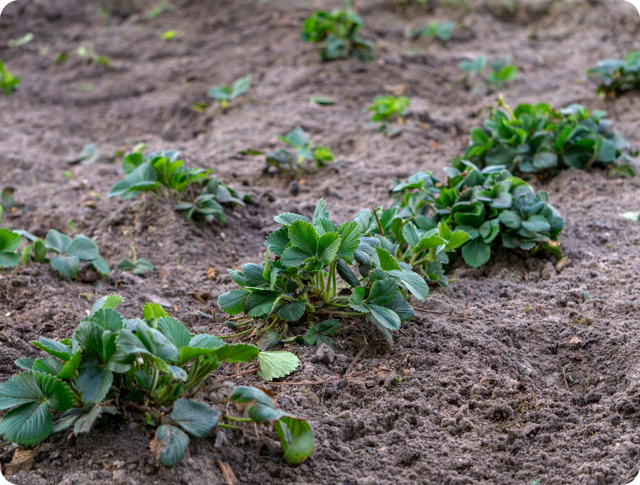 Mehrere Reihen junger Erdbeerpflanzen wachsen auf lockerem, braunem Gartenboden im Beet.