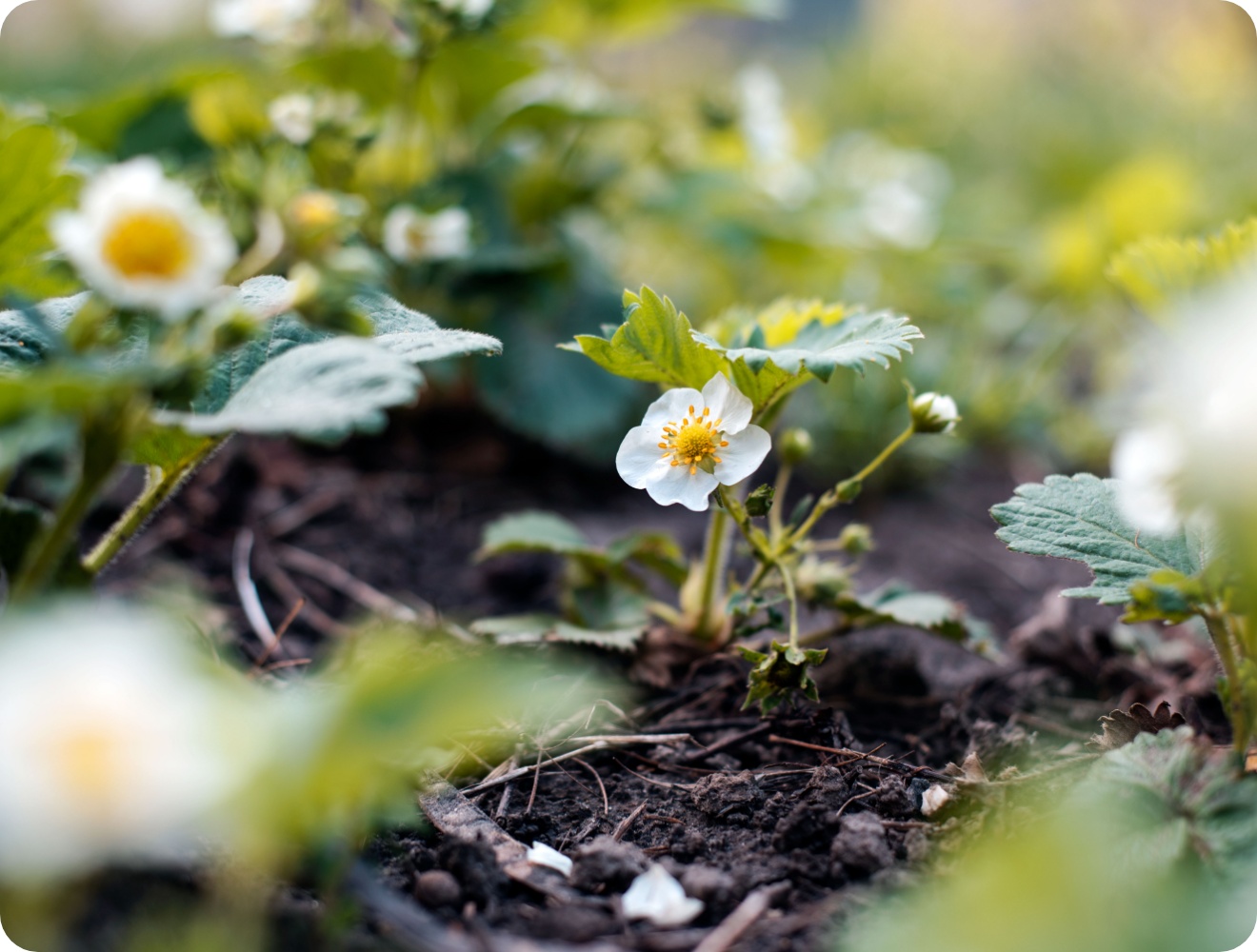 Weiße Erdbeerblüte mit gelbem Zentrum an grüner Pflanze auf dunkler Erde im Gartenbeet.