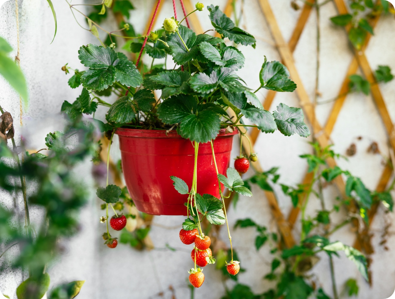 Erdbeerpflanze mit reifen Früchten wächst in rotem Hängetopf vor heller Wand mit Rankgitter.