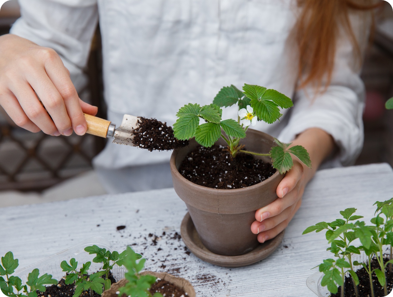 Person füllt Erde in Tontopf mit blühender Erdbeerpflanze auf weißem Tisch beim Umtopfen.