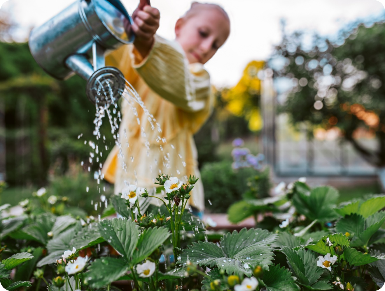 Kind gießt blühende Erdbeerpflanzen im Garten mit Metallgießkanne bei Tageslicht.