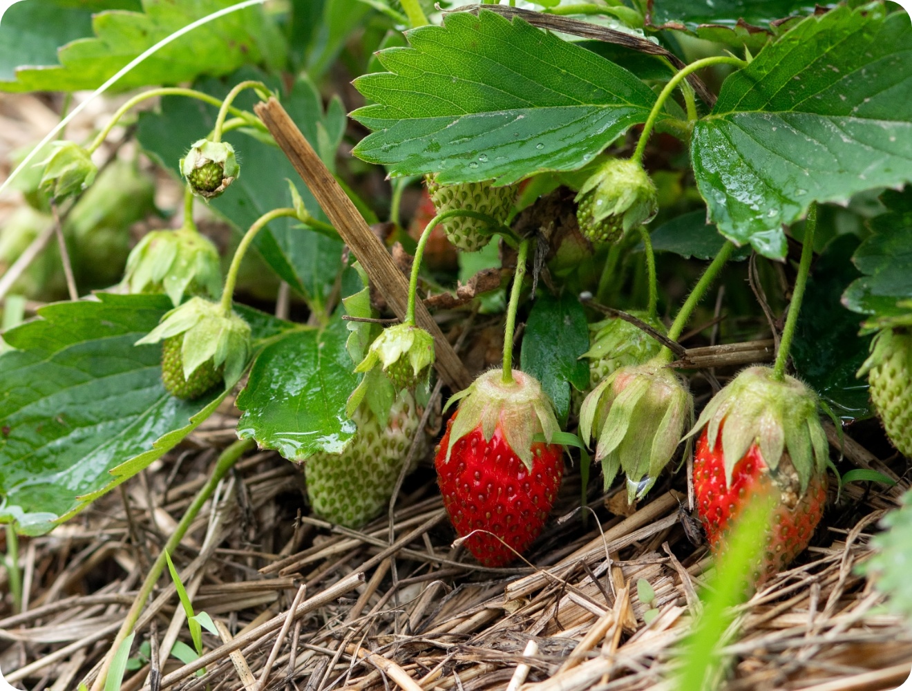Reifende Erdbeeren unter feuchten Blättern auf Strohmulch im Gartenboden.