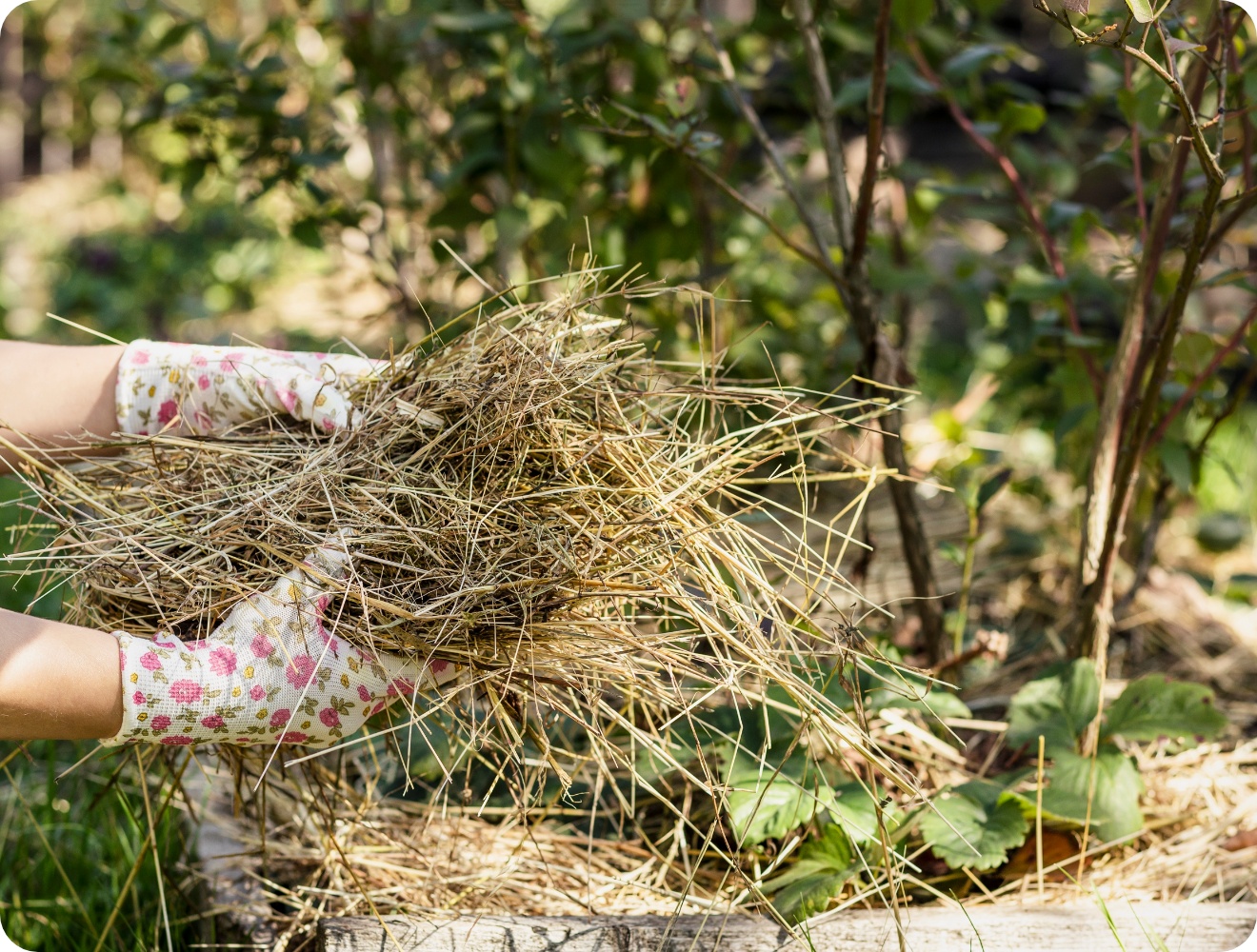 Hände mit Gartenhandschuhen legen trockenen Mulch aus Stroh zwischen Erdbeerpflanzen.