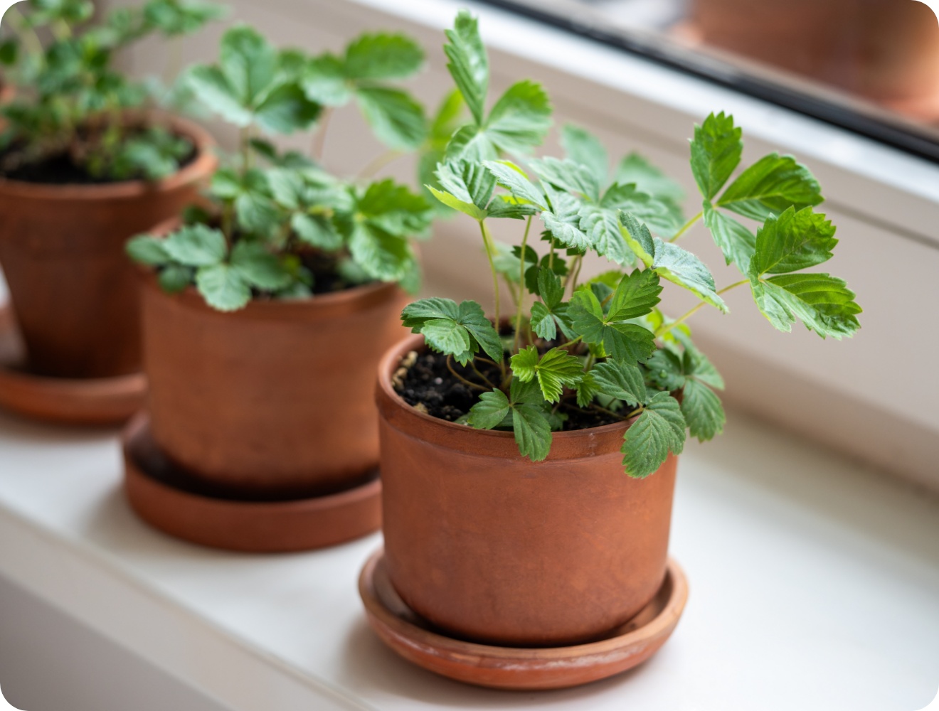Junge Erdbeerpflanzen in Tontöpfen auf Fensterbank bei Tageslicht.