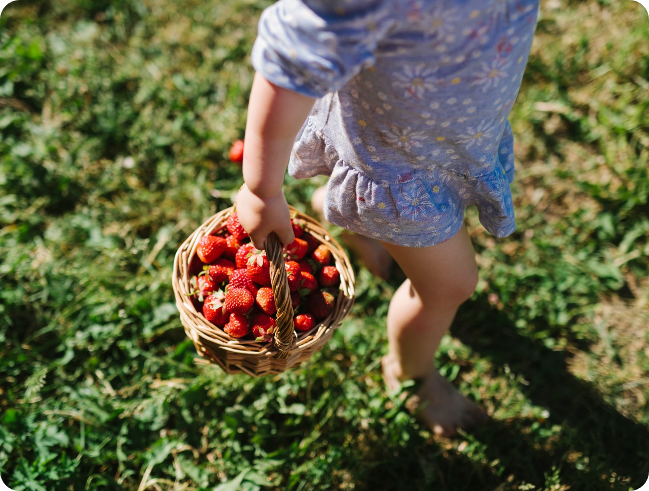 Kind trägt Korb mit frisch gepflückten Erdbeeren barfuß über grüne Wiese.