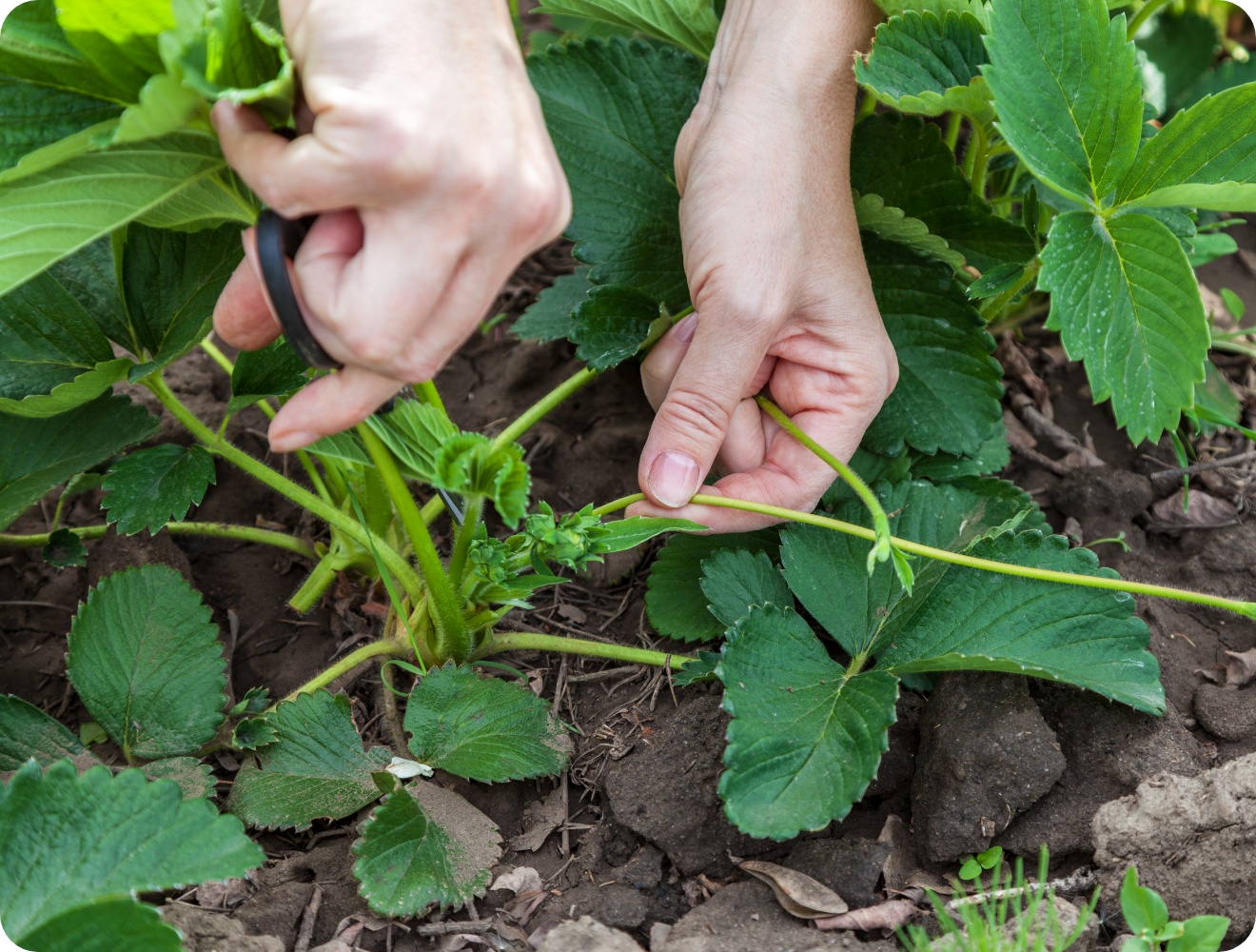 Hände schneiden Ausläufer einer Erdbeerpflanze über lockerer Erde mit Schere ab.