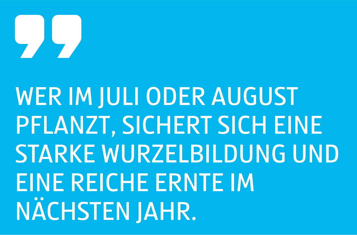 Zitat Wer im Juli oder August pflanzt, sichert sich eine starke Wurzelbildung und eine reiche Ernte im nächsten Jahr.