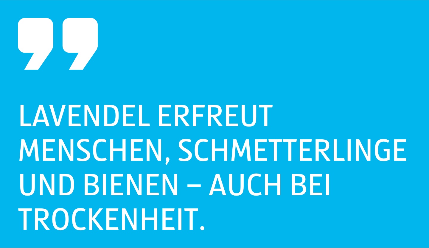 Zitat Lavendel erfreut Menschen, Schmetterlinge und Bienen, auch bei Trockenheit.