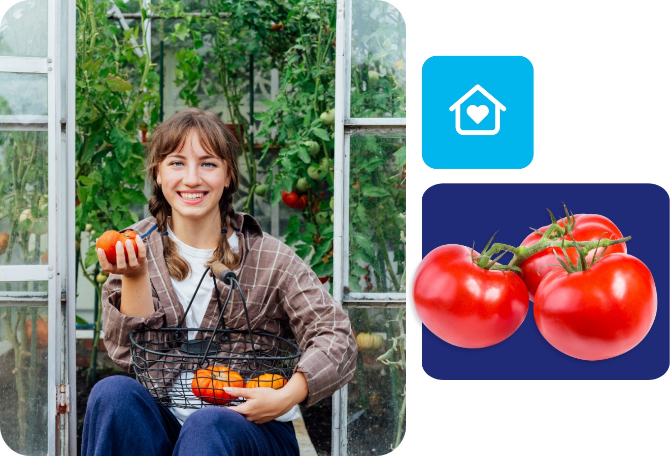 Frau sitzt im Gewächshaus und hält eine frisch geerntete Tomate und einen Korb mit weiteren Tomaten.