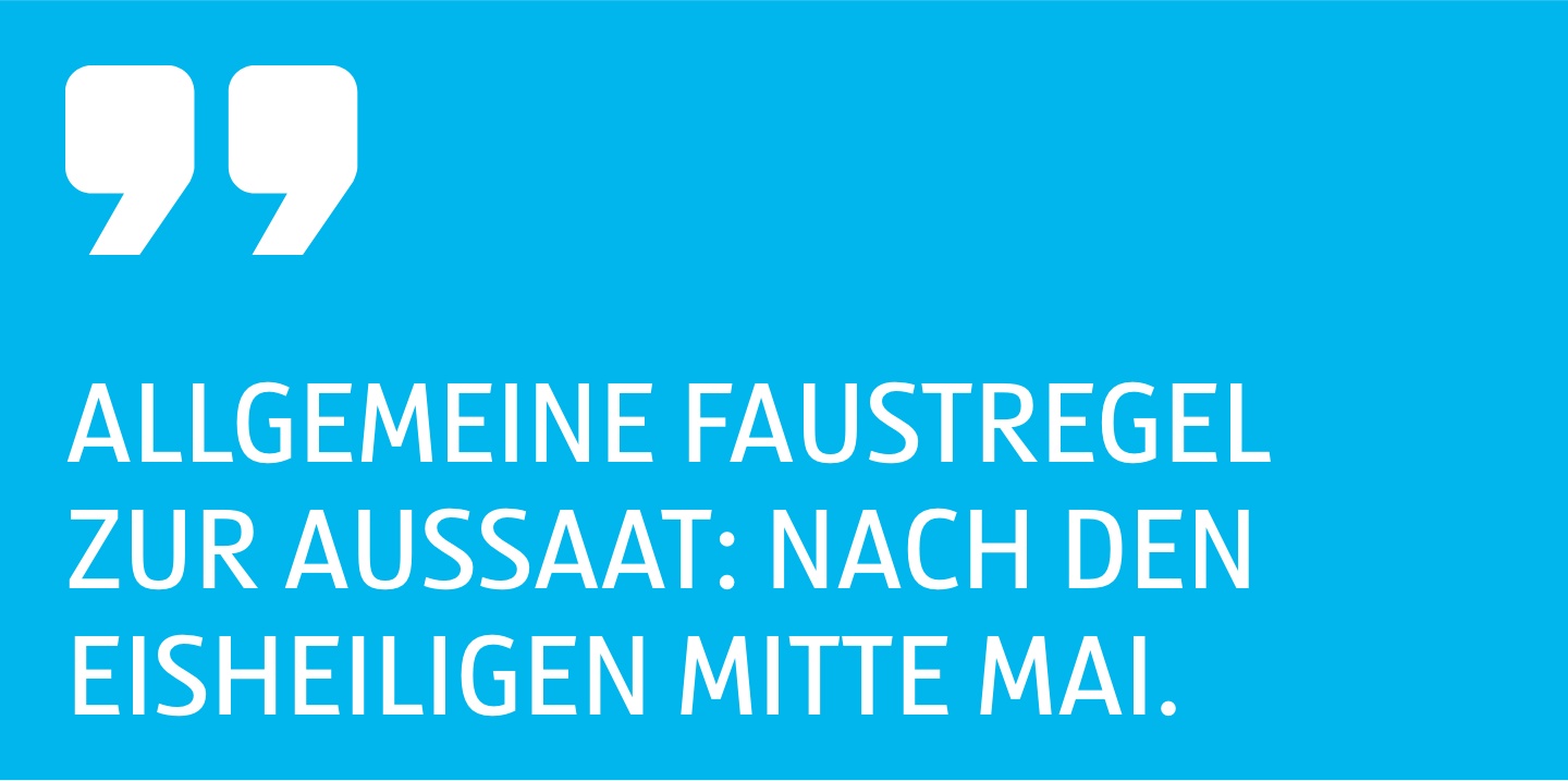 Zitat Allgemeine Faustregel zur Aussaat, nach den Eisheiligen Mitte Mai.