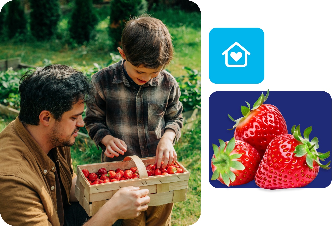 Mann und Kind mit Korb voller frisch geernteter Erdbeeren im Gartenbeet bei Sonnenschein