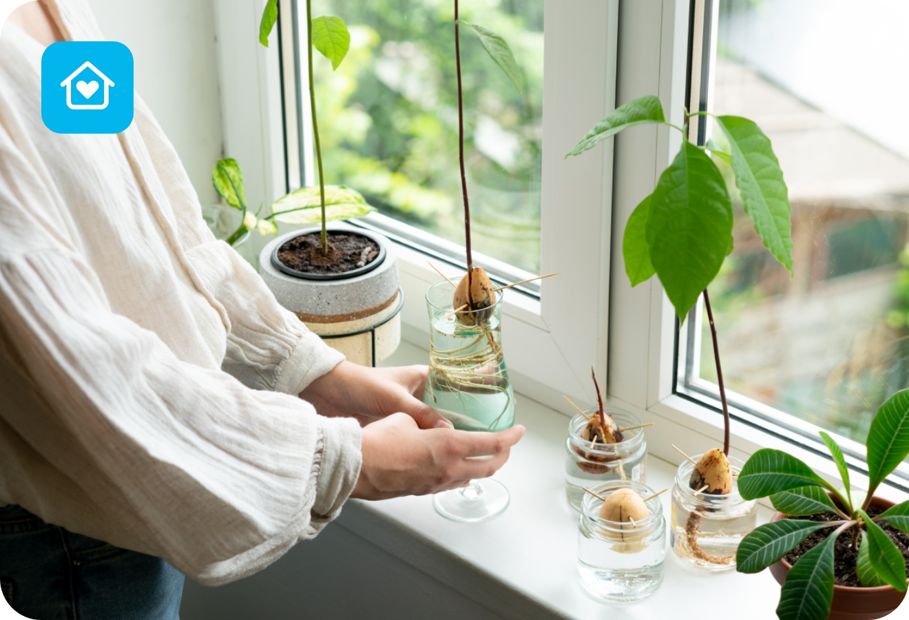 Eine stellt ein Wasserglas mit einem wurzelnden Avocadokern auf die Fensterbank. Daneben weitere Kerne und Avocadopflanzen in Gläsern.