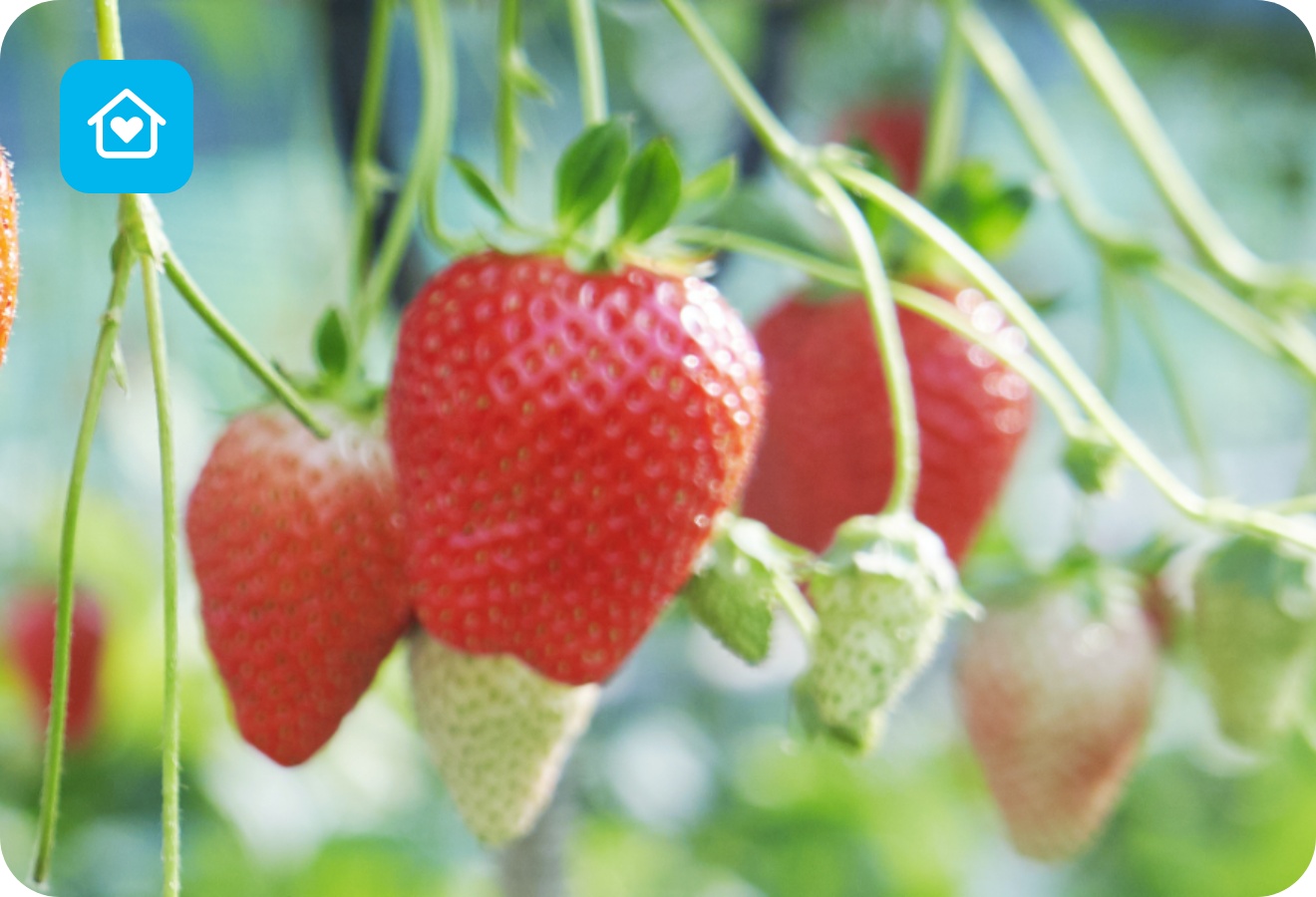 Reife und unreife Erdbeeren hängen an grünen Stielen.