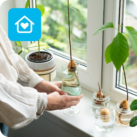 Eine stellt ein Wasserglas mit einem wurzelnden Avocadokern auf die Fensterbank. Daneben weitere Kerne und Avocadopflanzen in Gläsern.