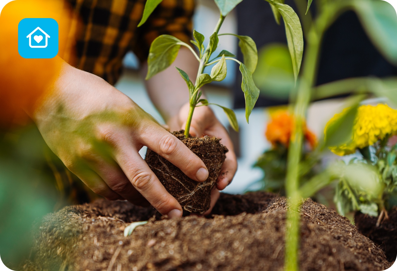 Hände pflanzen junge Gemüsepflanze in lockere Erde, im Hintergrund blühen gelbe und orange Blumen.