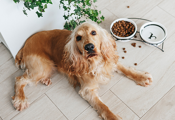 Bocconcini per cani Romeo