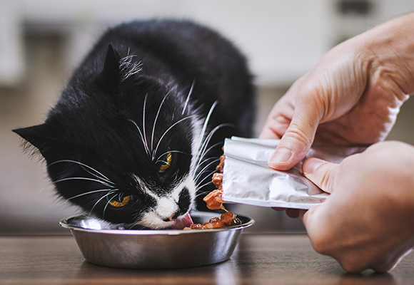 Bocconcini per gatti Cachet