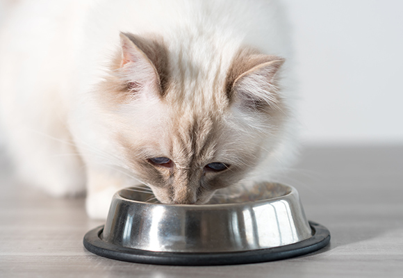 Bocconcini per gatti in busta Cachet