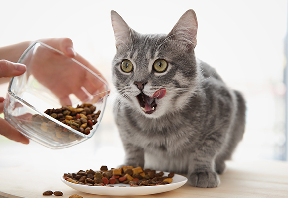 Croccantini per gatti Shah