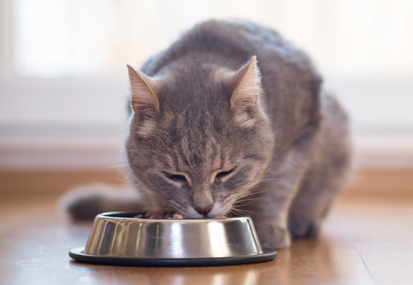 Croccantini per gatti Premium Shah