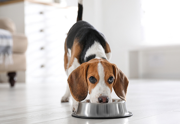 Snack di filetto per cani Romeo