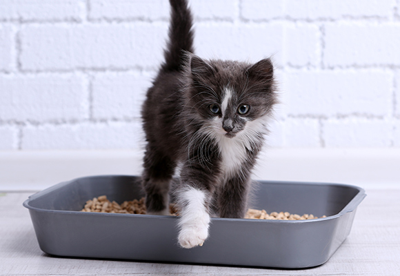 Lettiera Premiun in Silicio Shah