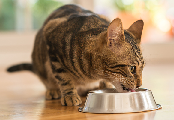 Patè per gatti in busta senza cereali Shah