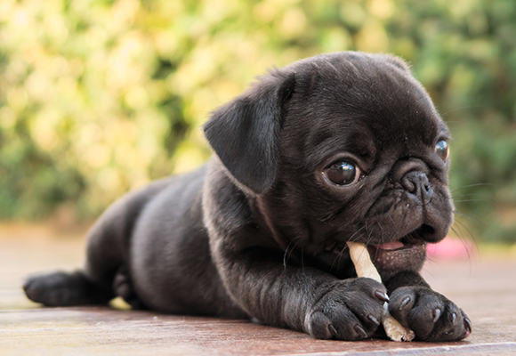 Snack per cani Romeo