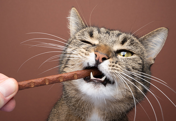 Snack per gatti Shah