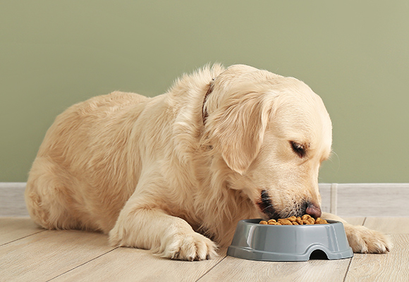 Crocchette per cani Romeo