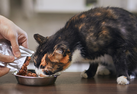 Snack ripieni per gatti Cachet
