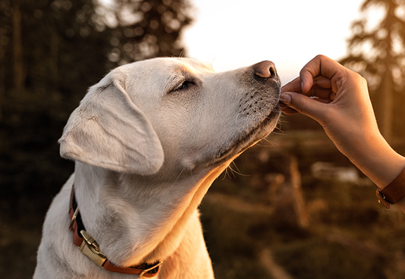 Snack per cani Romeo