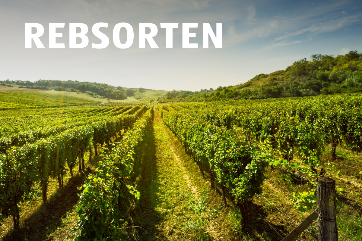 Rebsorten 
