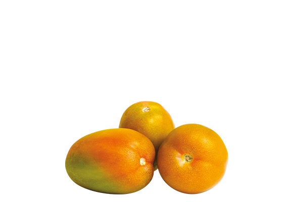 Pomodoro oblungo insalataro
