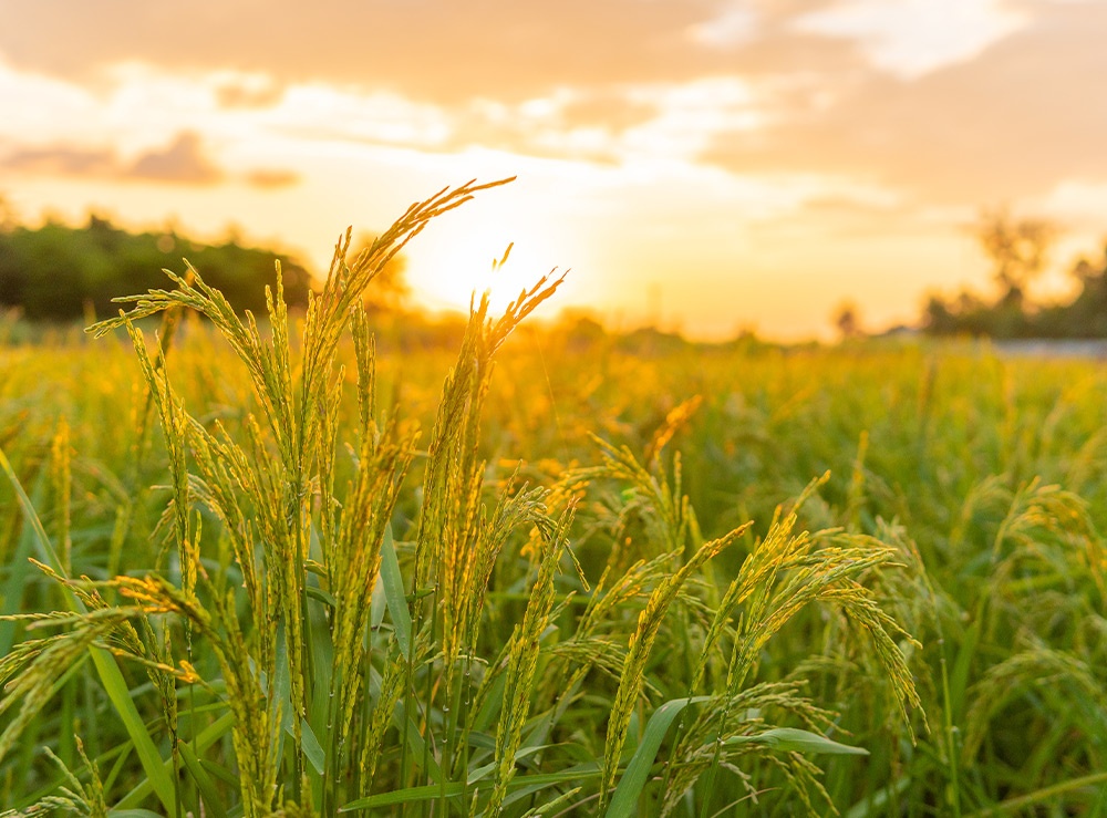 Rotazione delle colture