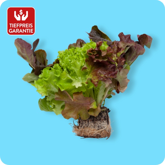 Bunter Salat mit Wurzelballen