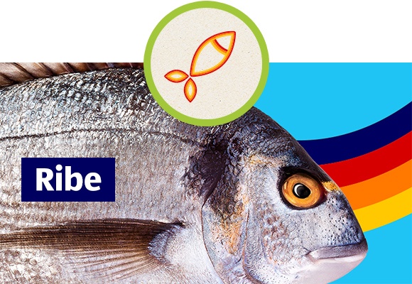 Riba v ozadju z npisom Ribe