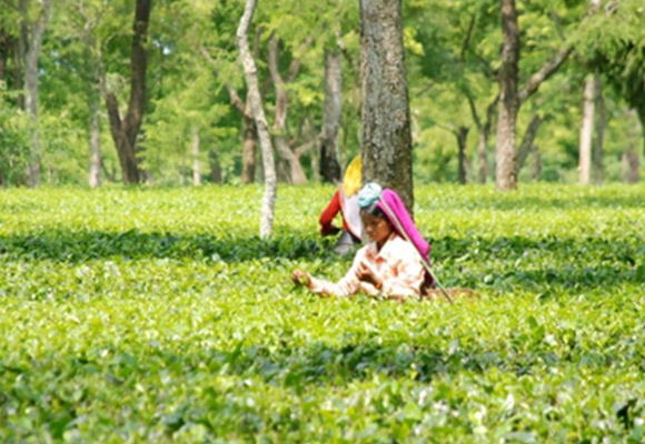 Linee guida per l’acquisto di tè