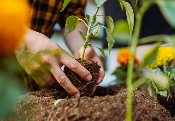 Pflegeleichte Gartenpflanzen