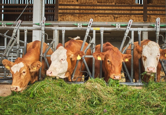 Stiftung Sankt Johannes