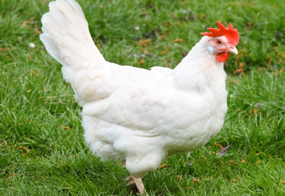 Bodenhaltung / Freilandhaltung / Eier Herkunft