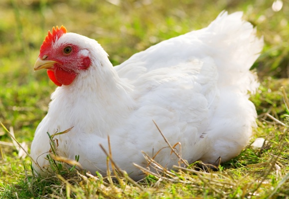 Haltungsform Geflügel