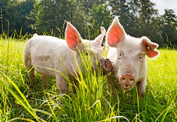 Haltungsform Schwein