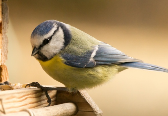 Vogelfutterstation selber bauen