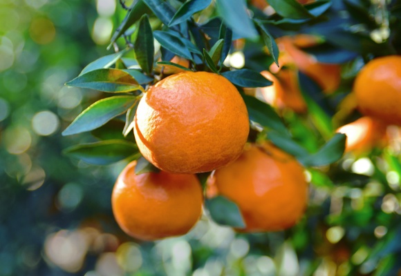 Orange, Mandarine & Clementine